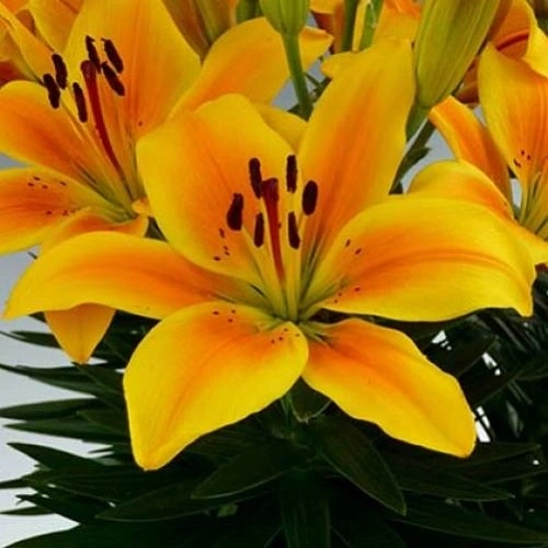 Лилия Golden Joy (уп. 3 шт) Лилия Golden Joy (уп. 3 шт)