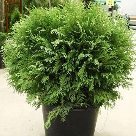 Туя шаровидная Вудварди 20-30 см Туя шаровидная Вудварди 20-30 см