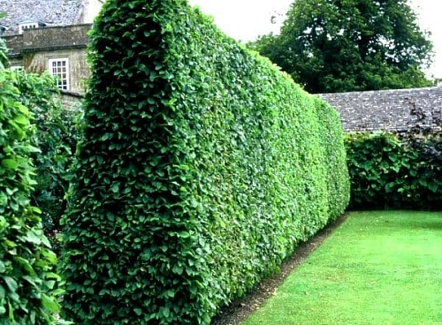 Бирючина С3 40+ Бирючина С3 40+