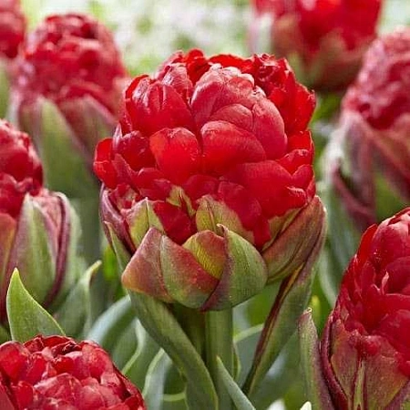 Тюльпан Ice Cream Strawberry (4 шт. в уп.)