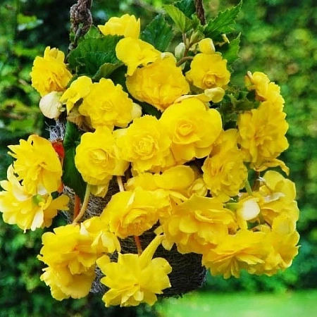Бегония Pendula Yellow (уп. 2 шт)