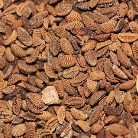 Фацелия, 0,25 кг