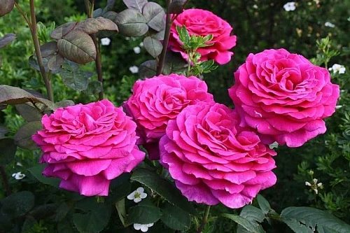 Роза чайно-гибридная Биг Перпл (Big Purple) Сербия Роза чайно-гибридная Биг Перпл (Big Purple) Сербия