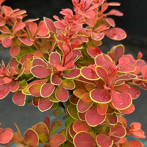 Барбарис Ред Хот Чили (Red Hot Chili) тунберга C2 Барбарис Ред Хот Чили (Red Hot Chili) тунберга C2