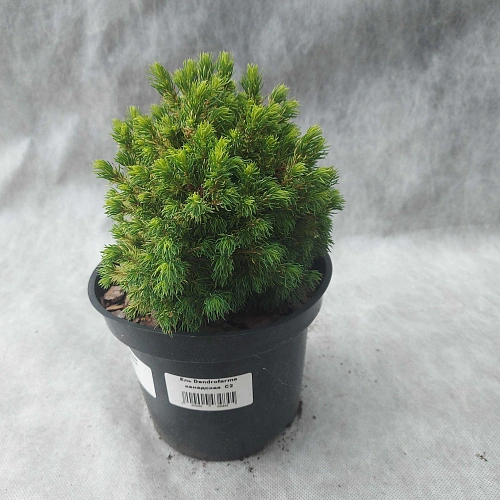 Ель Дендрофарма Голд (Dendrofarma Gold) канадская C2 Ель Дендрофарма Голд (Dendrofarma Gold) канадская C2