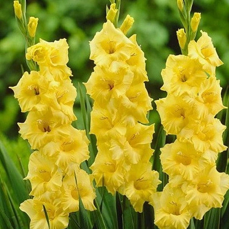 Гладиолус Nova Lux (5 шт. в уп.)