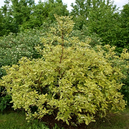 Дерен Spaethii (Шпети) 40-60 см