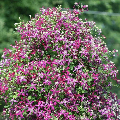 Клематис Свит саммер лав Клематис Свит саммер лав