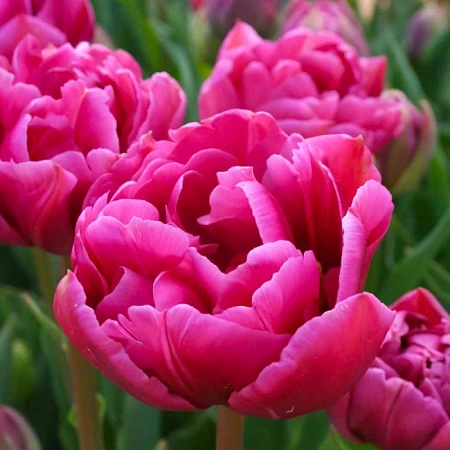 Тюльпан Margarita