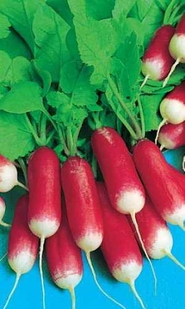 Редис 18 Дней, 2 г (УД) Редис 18 Дней, 2 г (УД)