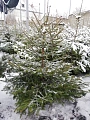 Ель европейская 140-170 см Ель европейская 140-170 см
