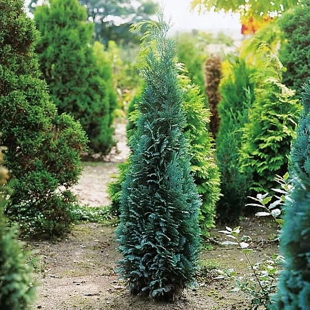 Кипарисовик Колумнарис Лавсона 20-30 см Кипарисовик Колумнарис Лавсона 20-30 см