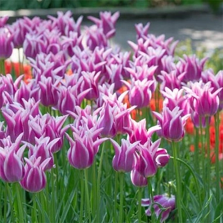 Тюльпан Ballade (5 шт. в уп.)