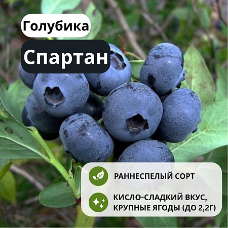Голубика Спартан С1,5