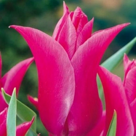 Тюльпан Lilyrosa (5 шт. в уп.)
