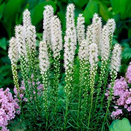 Лиатрис Spicata Alba (уп. 10 шт)