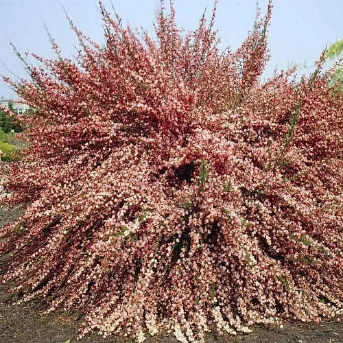 Ракитник Zeelandia С2 Ракитник Zeelandia С2