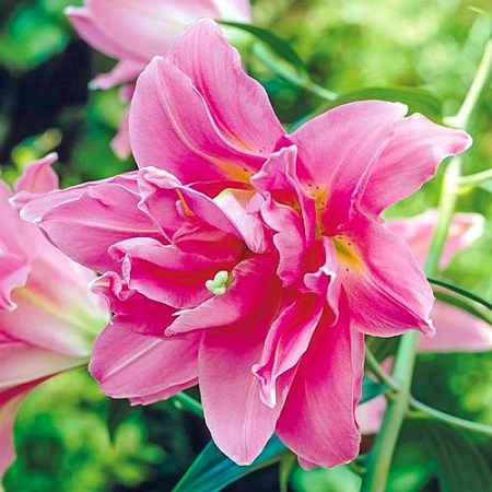 Лилия Double Surprise (1 шт. в уп.)