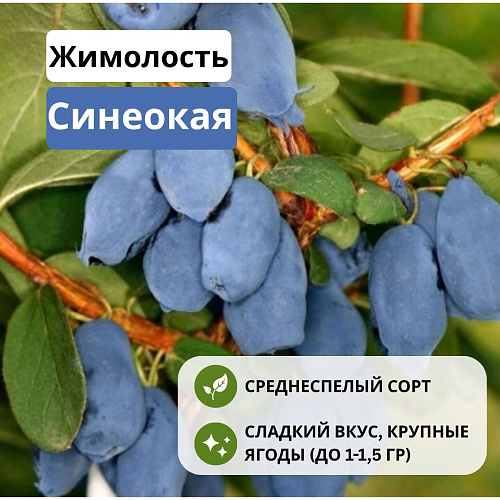 Жимолость Синеокая съедобная С2 Жимолость Синеокая съедобная С2
