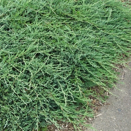 Можжевельник горизонтальный Джейд Ривер 30-40 см