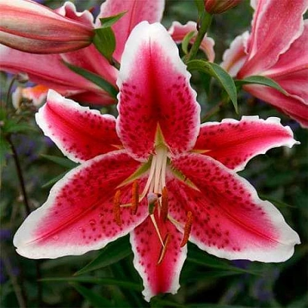 Лилия Starfighter (уп. 1 шт)