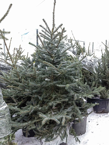 Ель голубая 120-140 см Глаука Польша Ель голубая 120-140 см Глаука Польша