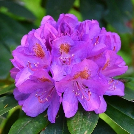 Рододендрон Catawbiense Grandiflorum 25-30 см Рододендрон Catawbiense Grandiflorum 25-30 см
