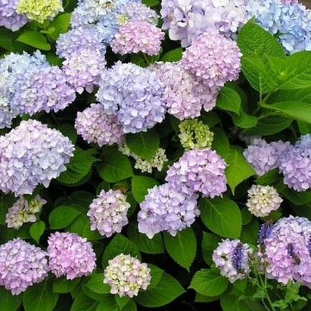 Гортензия крупнолистная Endless Summer (Эндлес Саммер)