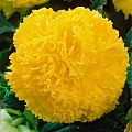 Бегония Fimbriata Yellow (2 шт. в уп.) Бегония Fimbriata Yellow (2 шт. в уп.)