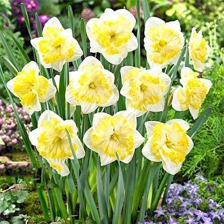 Нарцисс Printal (5 шт. в уп.)