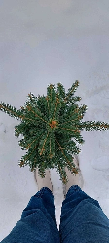 Ель Пунгенс 40-60 см Ель Пунгенс 40-60 см