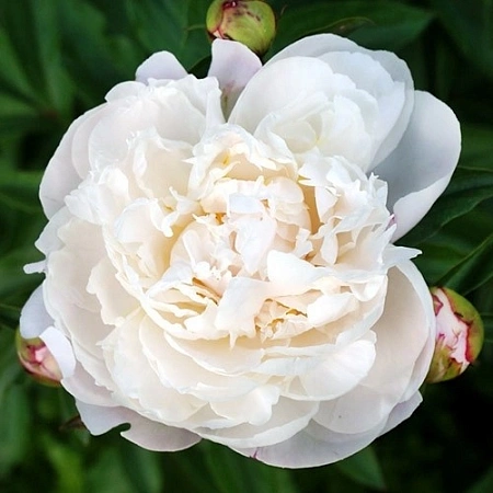 Пион Gardenia