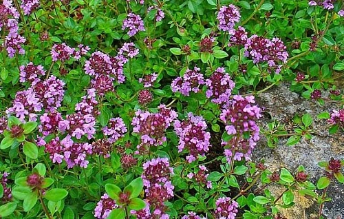 Чабрец С2 Чабрец С2