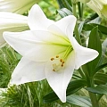 Лилия White Heaven (уп. 3 шт) Лилия White Heaven (уп. 3 шт)