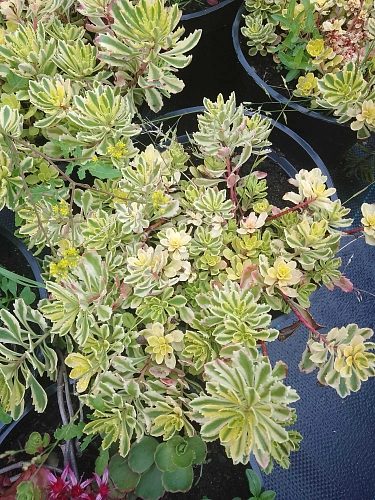 Очиток (Седум) The Edge камчатский Очиток (Седум) The Edge камчатский