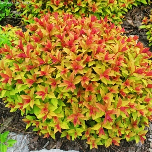 Спирея Файерлайт (Firelight) C3 Спирея Файерлайт (Firelight) C3