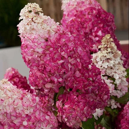 Гортензия Fraise Melba метельчатая Р9