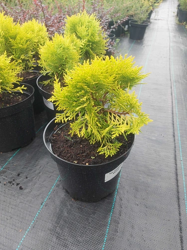 Туя западная Мириам 15-20 см Туя западная Мириам 15-20 см