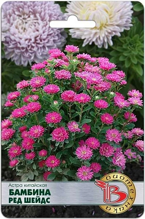 Астра Бамбина Ред Шейдс китайская, 20 шт (Биотехника) Астра Бамбина Ред Шейдс китайская, 20 шт (Биотехника)