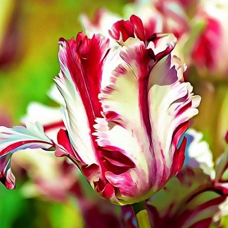 Тюльпан Estella Rijnveld