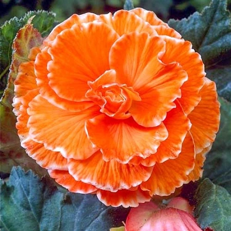 Бегония Picotee Lace Orange Бегония Picotee Lace Orange