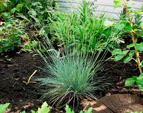 Овсянница P9 Овсянница P9