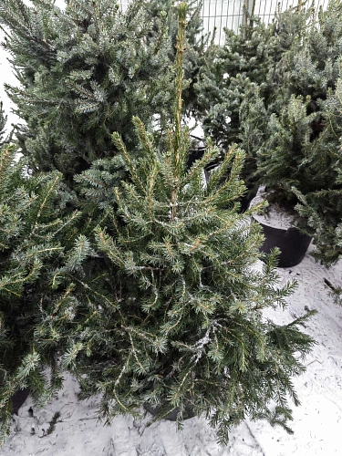 Ель сербская 100-120 см Оморика (Польша) Ель сербская 100-120 см Оморика (Польша)