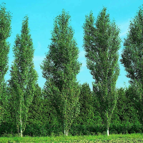 Береза Fastigiata повислая С3 Береза Fastigiata повислая С3