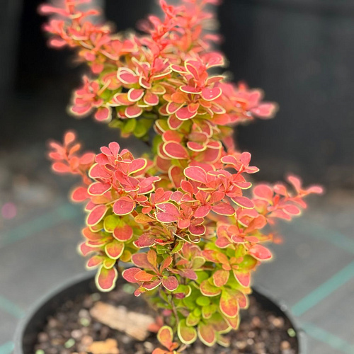 Барбарис Ред Хот Чили (Red Hot Chili) тунберга C2 Барбарис Ред Хот Чили (Red Hot Chili) тунберга C2