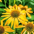Эхинацея Harvest Moon Эхинацея Harvest Moon