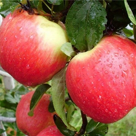 Яблоня Женева (однолетка) Яблоня Женева (однолетка)