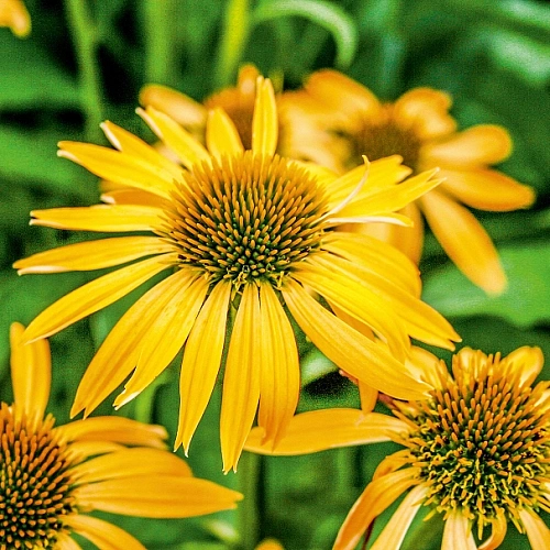 Эхинацея Harvest Moon Эхинацея Harvest Moon