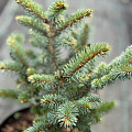 Ель колючая Глаука Глобоза (Glauca Globosa) 25-30 см Ель колючая Глаука Глобоза (Glauca Globosa) 25-30 см