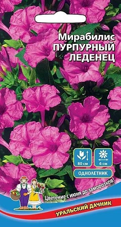 Мирабилис Пурпурный леденец (УД)